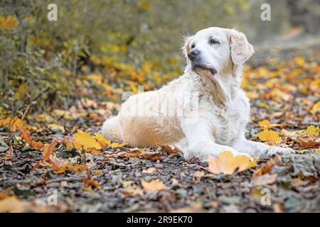 Portrait of a Golden Retriever Dog lying on an autumn path in the park. Fallen colorful leaves are around him. Stock Photo