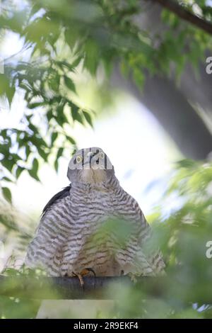 Japanese lesser sparrowhawk (Accipiter gularis) female in Japan Stock Photo