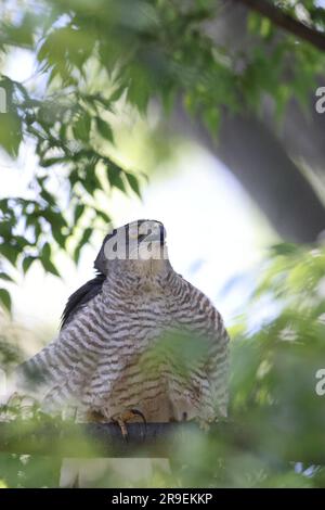 Japanese lesser sparrowhawk (Accipiter gularis) female in Japan Stock Photo