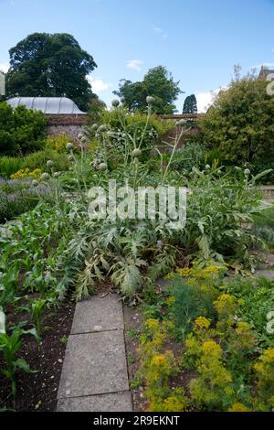 Globe Artichokes (Cynara cardunculus var. scolymus,) growing in an Elizabethan walled garden during the summer. Stock Photo