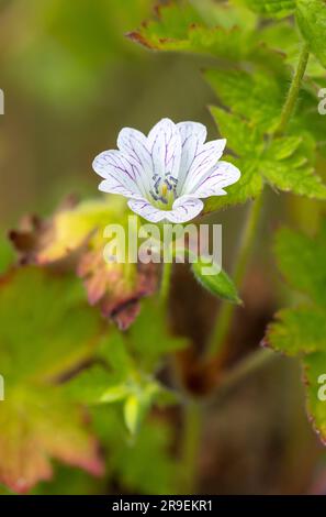 Pencilled Cranesbill, Geranium versicolor, in cultivation. (Native to Italy and Balkans.) Stock Photo