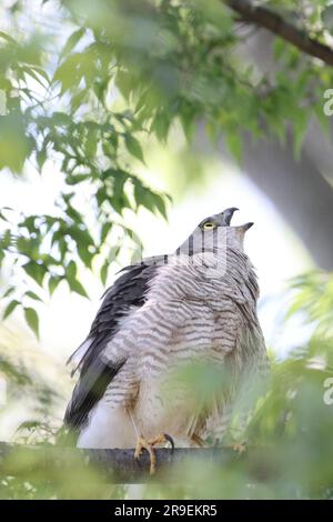 Japanese lesser sparrowhawk (Accipiter gularis) female in Japan Stock Photo