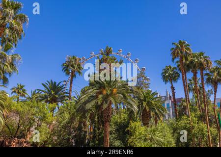 Beautiful view of Las Vegas Ferris wheel through palm trees on sunny summer day. USA. Stock Photo