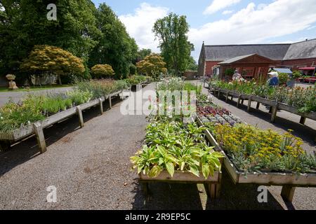 Garden Plant sales tables at Burton Agnes Hall in East Yorkshire Stock Photo