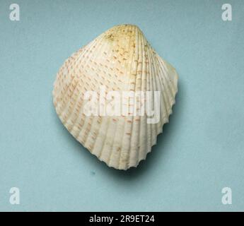 Fragum unedo, Cardiidae Stock Photo