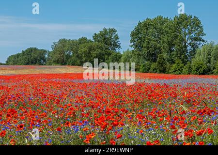 Field of red poppies (Papaver rhoeas), cornflowers (Centaurea cyanus), Niehagen, Ahrenshoop, Mecklenburg-West Pomerania, Germany Stock Photo