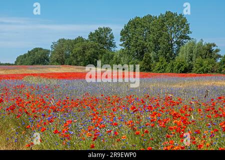 Field of red poppies (Papaver rhoeas), cornflowers (Centaurea cyanus), Niehagen, Ahrenshoop, Mecklenburg-West Pomerania, Germany Stock Photo