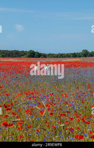 Field of red poppies (Papaver rhoeas), cornflowers (Centaurea cyanus), people, Niehagen, Ahrenshoop, Mecklenburg-West Pomerania, Germany Stock Photo