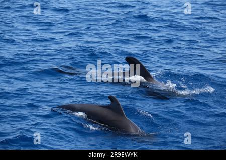 Two short-finned pilot whales cruising through the tranquil blue waters of the ocean Stock Photo