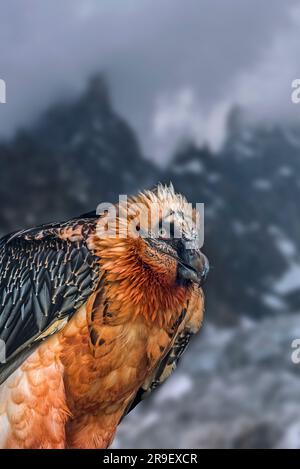 Bearded vulture / Lämmergeier (Gypaetus barbatus) in the mountains of the European Alps. Digital composition Stock Photo