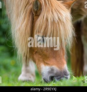 Close up view of a pony head munching green grass on the ground. Stock Photo