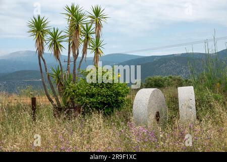 A distant viewof Mount Ainos National Park, Kefalonia with a clump of small tall yucca trees in the foreground next to redundant olive press stones Stock Photo