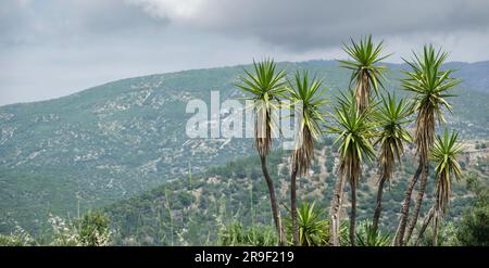 A distant panorama of Mount Ainos National Park, Kefalonia with a clump of small tall yucca trees in the foreground. Stock Photo
