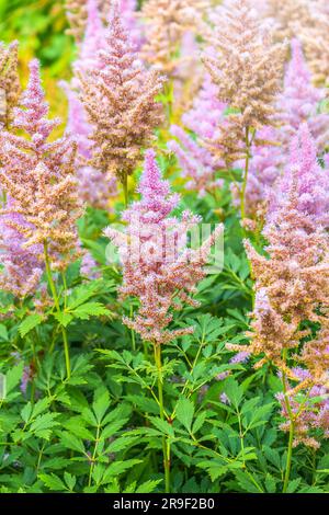 Chinese astilbe, Astilbe chinensis pumila, pink flowers in garden. It is a perennial herb that grows near shaded streams and rivers. It is also common Stock Photo