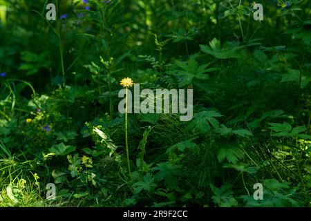 bright yellow dandelion among the lush grass in the meadow Stock Photo