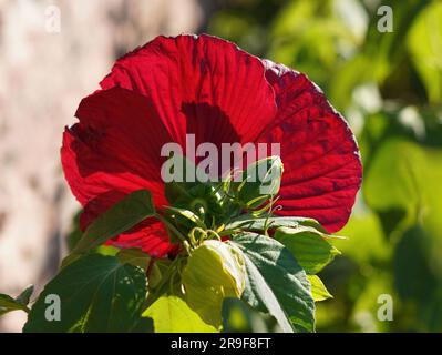 The beautiful red coloring of a Hibiscus flower shines brightly through as the sunlight illuminates its petals. Stock Photo