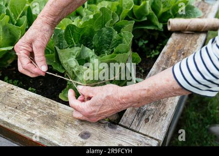 Gardener tying cos lettuce in a raised bed. Stock Photo