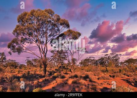Sunset in the outback, with red earth, tall eucalyptus trees and rare clouds lighting up in the setting sun. Kalgoorlie region, Western Australia Stock Photo