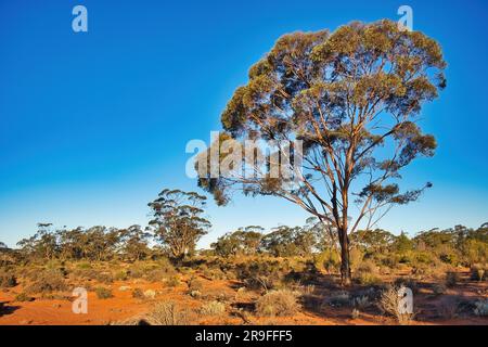 Australian outback landscape with low red sand dunes daubed with tufts ...