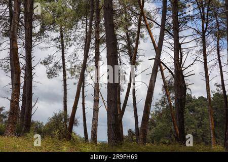 Trees at the edge of Lake Ngakoro at Waiotapu – Wai-o-tapu – Thermal Wonderland in Rotorua region of North Island, New Zealand. Photo: Rob Watkins Stock Photo