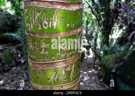 Graffiti on a tree at Labyrinth Rocks, a series of Limestone Canyons, near Takaka, Golden Bay, Tasman, South Island, New Zealand. Photo: Rob Watkins Stock Photo