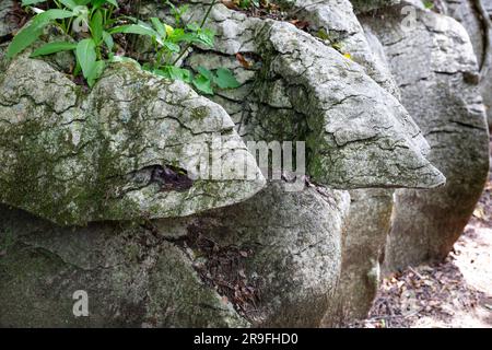 Labyrinth Rocks, a series of Limestone Canyons in a Public Reserve, near Takaka, Golden Bay, Tasman, South Island, New Zealand. Photo: Rob Watkins Stock Photo