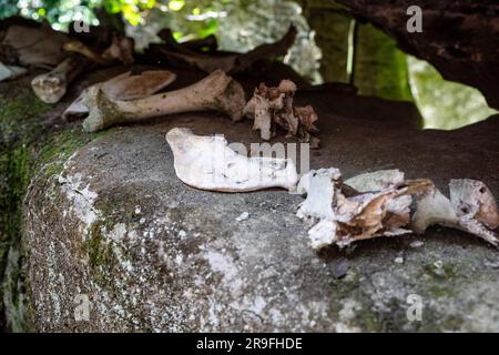 Animal bones left at Labyrinth Rocks, a series of Limestone Canyons near Takaka, Golden Bay, Tasman, South Island, New Zealand. Photo: Rob Watkins Stock Photo