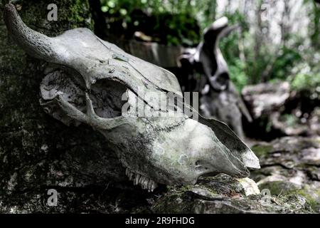 Animal skull left at Labyrinth Rocks, a series of Limestone Canyons near Takaka, Golden Bay, Tasman, South Island, New Zealand. Photo: Rob Watkins Stock Photo