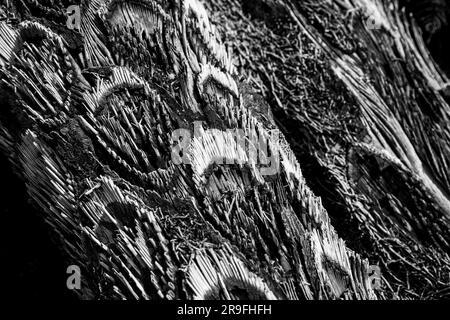 Near petrified burned wood patterns at Te Waikoropupu Springs – AKA Pupu Spings – near Tākaka, Golden Bay, Tasman,  New Zealand. Photo: Rob Watkins Stock Photo