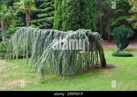 Atlas blue weeping cedar and yew Stock Photo