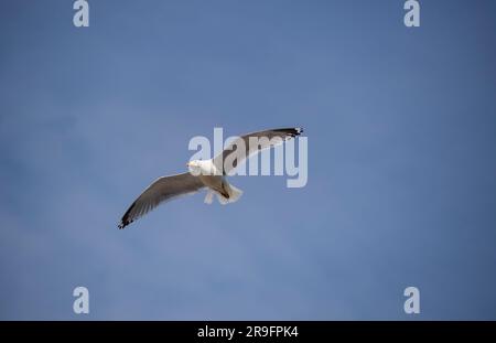 Seagull flying in a blue sky Stock Photo