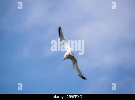 Seagull flying in a blue sky Stock Photo