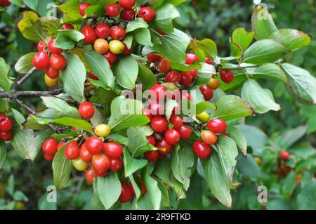 In the garden on a tree branch ripen dogwood fruits Stock Photo