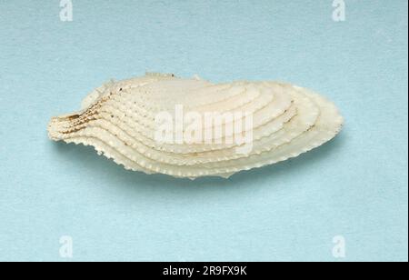 Pholas dactylus, Pholadidae Stock Photo