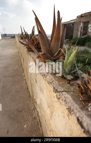 Agave plants next to abandoned houses in Cabo de Gata, Almeria, Spain Stock Photo