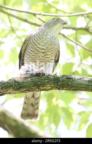 Japanese lesser sparrowhawk (Accipiter gularis) female in Japan Stock Photo