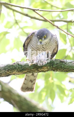 Japanese lesser sparrowhawk (Accipiter gularis) female in Japan Stock Photo