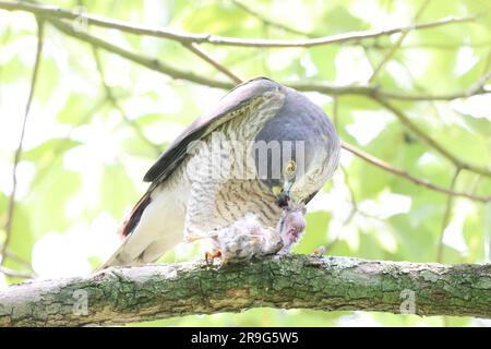 Japanese lesser sparrowhawk (Accipiter gularis) female in Japan Stock Photo