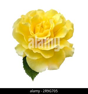 A single golden yellow rose with green Rose leaf Isolated on white background with clipping path. Yellow rose object for designs. Stock Photo