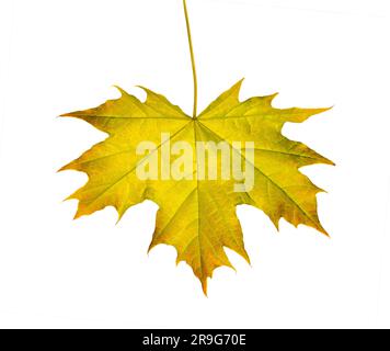 Yellow Maple leaf as an autumn symbol Isolated on white background. Design object with clipping path Stock Photo