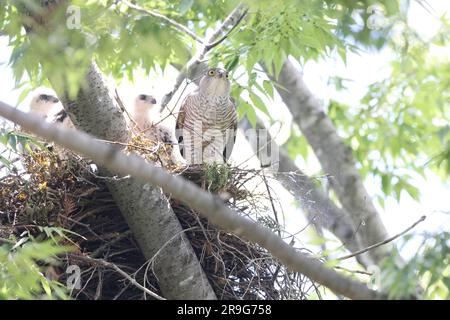 Japanese lesser sparrowhawk (Accipiter gularis) female in Japan Stock Photo