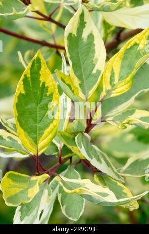 Cornus alba 'Gouchaultii', Red Osier Dogwood, Leaves Stock Photo