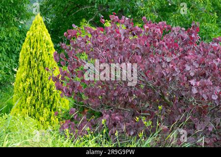 Purple Redbud Cercis canadensis 'Forest Pansy' June Garden Tree Conical Thuja Tree Back Cercis 'Forest Pansy' Nature Eastern Redbud Foliage Leaves Stock Photo