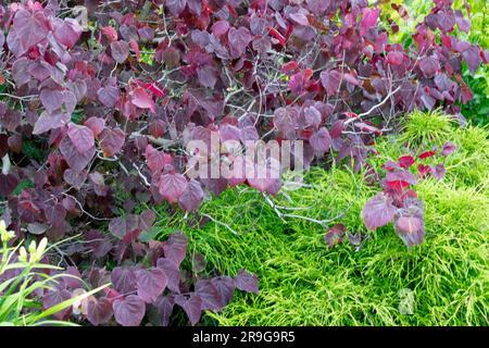 Canadian Redbud, Cercis 'Forest Pansy' Tree in garden Stock Photo