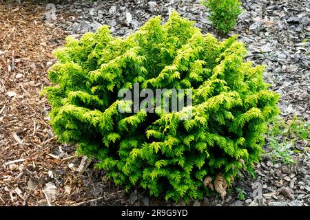 Garden, Dwarf, Port Orford Cypress, Chamaecyparis lawsoniana 'Jeanette' Stock Photo