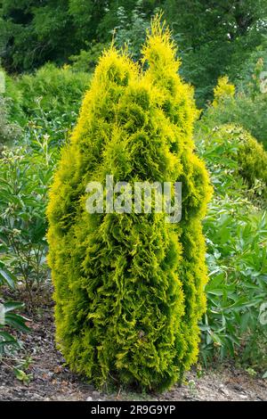 American Arborvitae, Thuja occidentalis 'Sunny Smaragd', Thuja, White Cedar Stock Photo