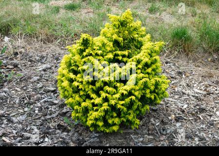Chamaecyparis lawsoniana 'Susan', Port Orford Cedar, Golden, Dwarf, Garden, Conifer Stock Photo