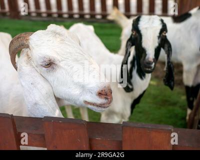 Close up of Indonesian goats with horns on the farm ready for Ied Mubarak Stock Photo