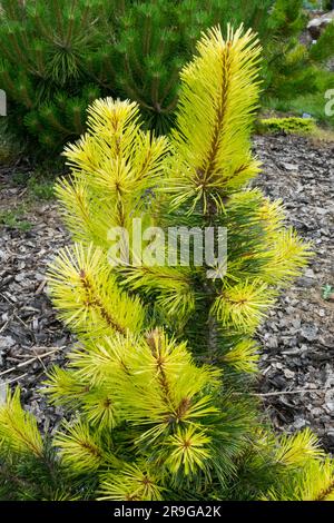 Pinus contorta var. latifolia ‘Taylor’s Sunburst’ Stock Photo