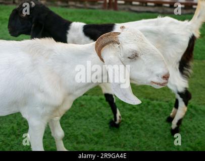 Close up of Indonesian goats with horns on the farm ready for Ied Mubarak Stock Photo